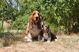 BASSET HOUND 167